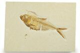 Detailed Fossil Fish (Diplomystus) - Wyoming #355658-1